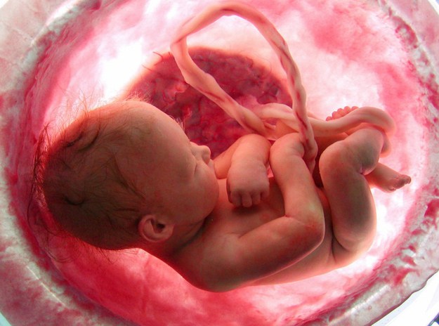 10 Φανταστικές εικόνες που δείχνουν τα στάδια εξέλιξης ενός εμβρύου - Εικόνα 10