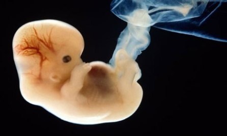 10 Φανταστικές εικόνες που δείχνουν τα στάδια εξέλιξης ενός εμβρύου - Εικόνα 2
