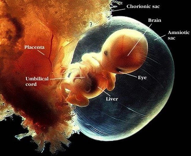 10 Φανταστικές εικόνες που δείχνουν τα στάδια εξέλιξης ενός εμβρύου - Εικόνα 3