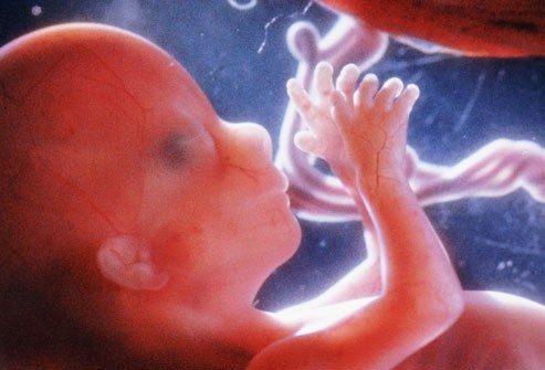 10 Φανταστικές εικόνες που δείχνουν τα στάδια εξέλιξης ενός εμβρύου - Εικόνα 6
