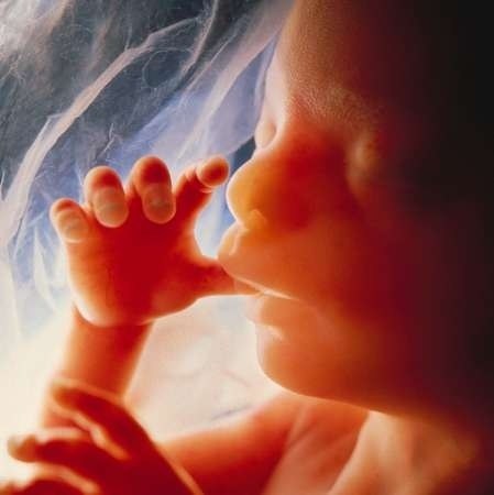 10 Φανταστικές εικόνες που δείχνουν τα στάδια εξέλιξης ενός εμβρύου - Εικόνα 7