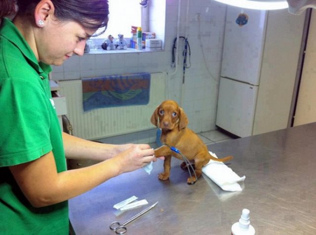 19 φωτογραφίες που αποδεικνύουν ότι ο κτηνίατρος είναι η καλύτερη δουλειά στον κόσμο! - Εικόνα 16