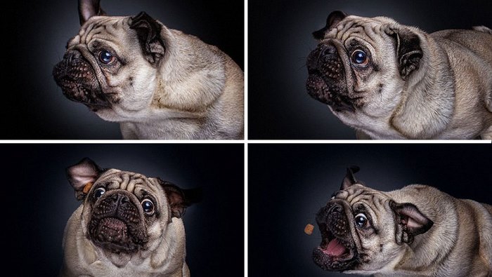 Φωτογράφος απαθανατίζει τις ξεκαρδιστικές γκριμάτσες σκύλων την στιγμή που πιάνουν λιχουδιές στον αέρα - Εικόνα 2