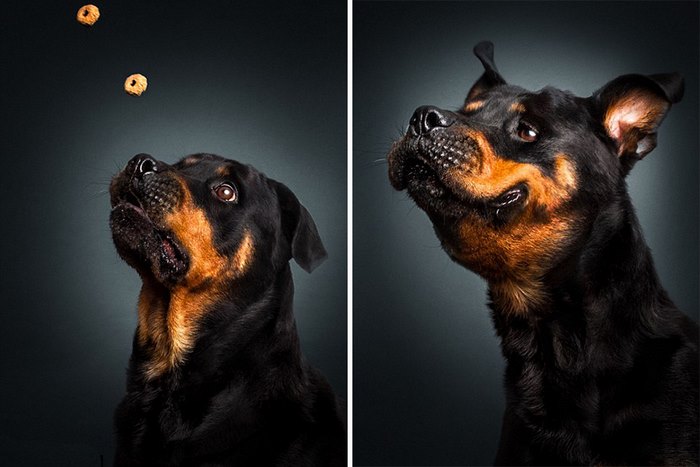 Φωτογράφος απαθανατίζει τις ξεκαρδιστικές γκριμάτσες σκύλων την στιγμή που πιάνουν λιχουδιές στον αέρα - Εικόνα 3