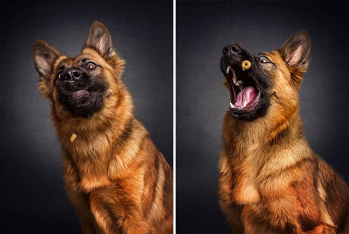 Φωτογράφος απαθανατίζει τις ξεκαρδιστικές γκριμάτσες σκύλων την στιγμή που πιάνουν λιχουδιές στον αέρα - Εικόνα 4