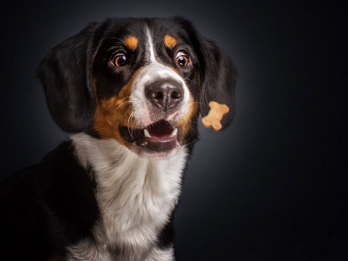 Φωτογράφος απαθανατίζει τις ξεκαρδιστικές γκριμάτσες σκύλων την στιγμή που πιάνουν λιχουδιές στον αέρα - Εικόνα 5