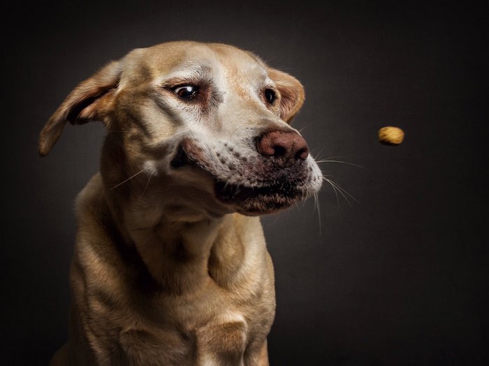 Φωτογράφος απαθανατίζει τις ξεκαρδιστικές γκριμάτσες σκύλων την στιγμή που πιάνουν λιχουδιές στον αέρα - Εικόνα 6