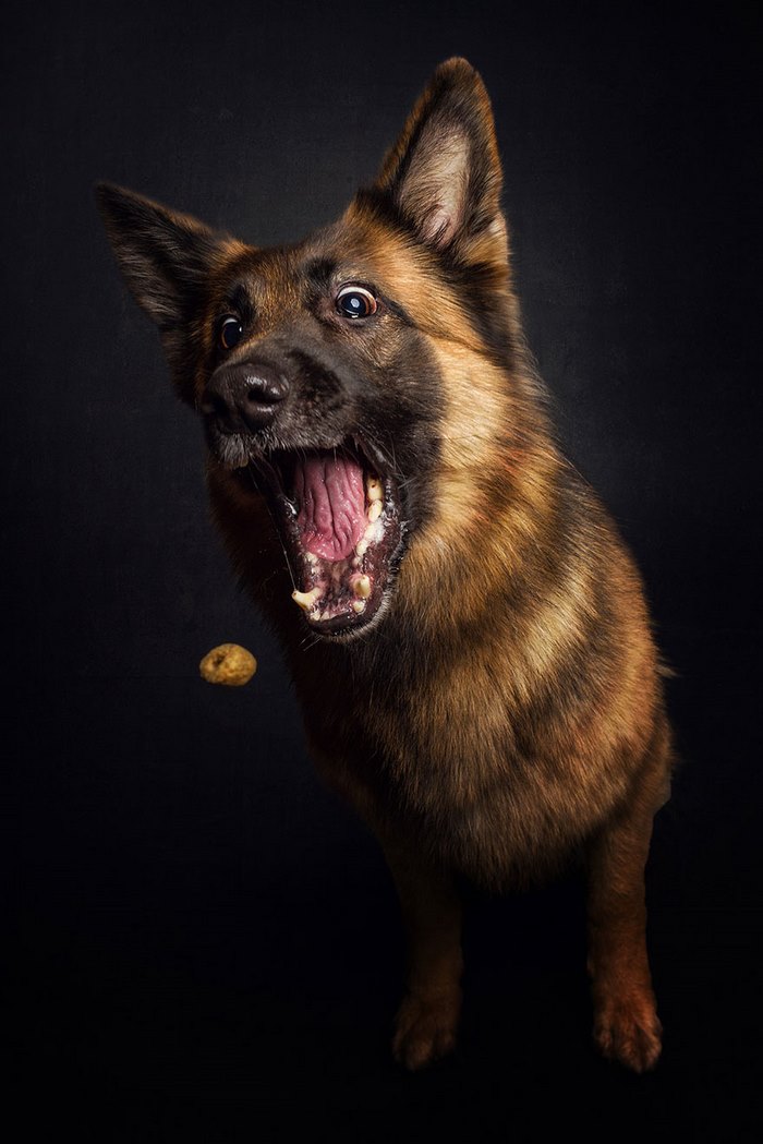 Φωτογράφος απαθανατίζει τις ξεκαρδιστικές γκριμάτσες σκύλων την στιγμή που πιάνουν λιχουδιές στον αέρα - Εικόνα 8