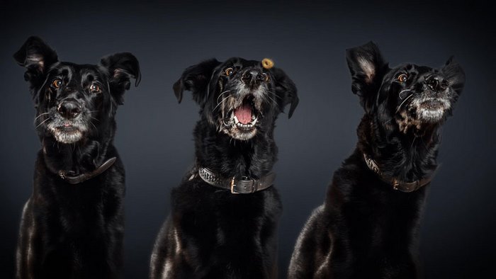 Φωτογράφος απαθανατίζει τις ξεκαρδιστικές γκριμάτσες σκύλων την στιγμή που πιάνουν λιχουδιές στον αέρα - Εικόνα 9