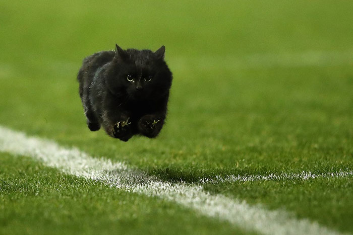Μια γάτα διακόπτει αγώνα ραγκμπι και το διαδίκτυο αναλαμβάνει... - Εικόνα 1