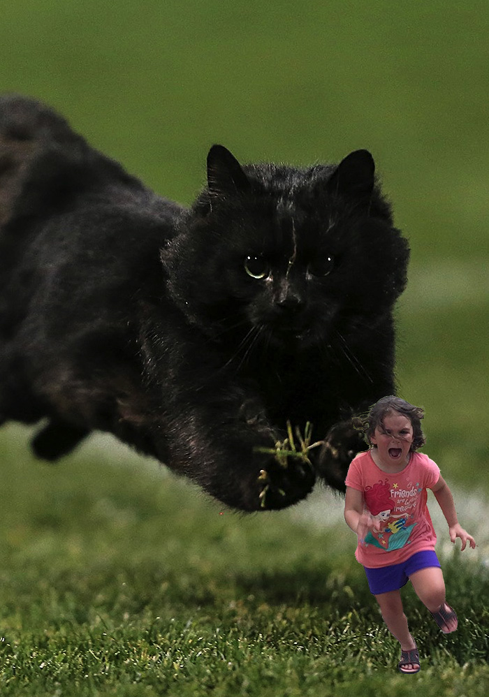 Μια γάτα διακόπτει αγώνα ραγκμπι και το διαδίκτυο αναλαμβάνει... - Εικόνα 18