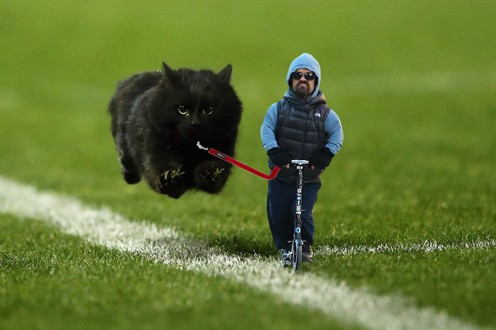 Μια γάτα διακόπτει αγώνα ραγκμπι και το διαδίκτυο αναλαμβάνει... - Εικόνα 44