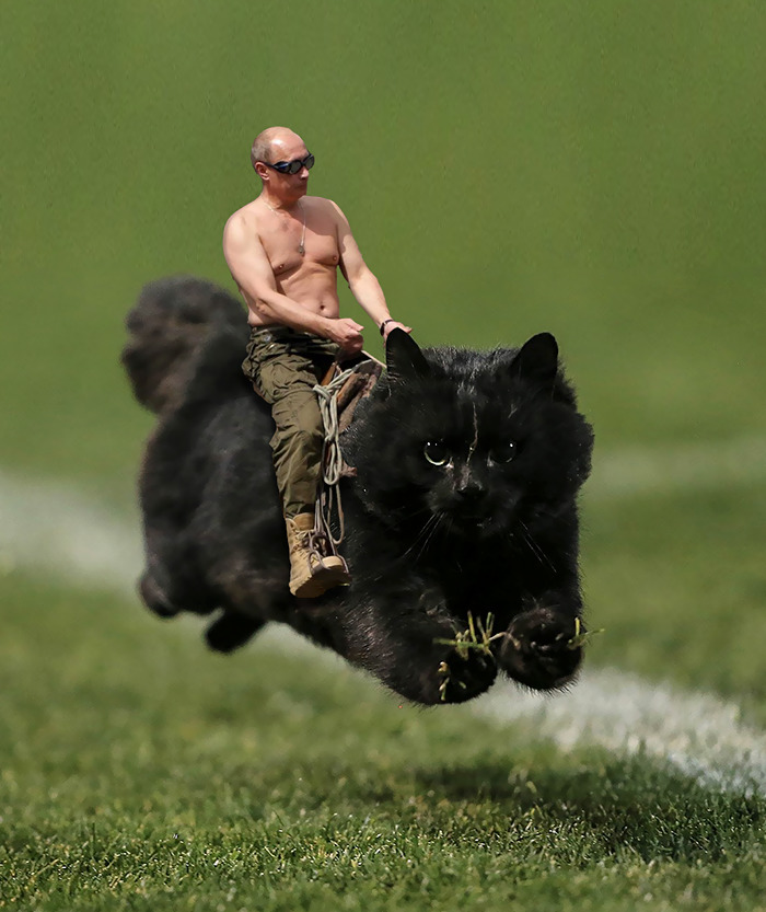 Μια γάτα διακόπτει αγώνα ραγκμπι και το διαδίκτυο αναλαμβάνει... - Εικόνα 6