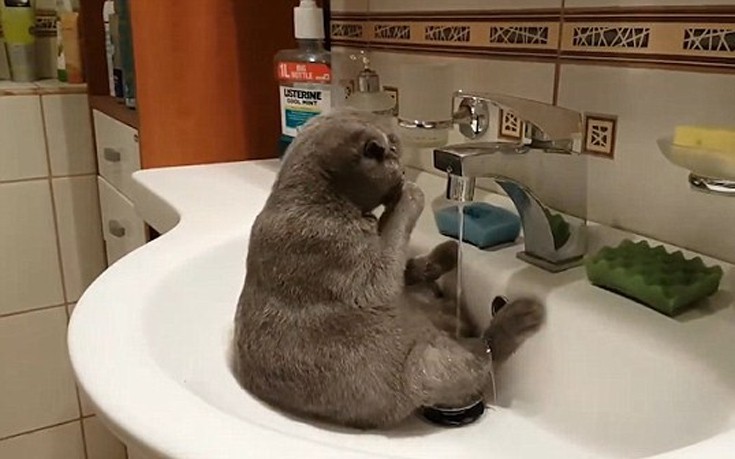 Οι γάτες δεν υποτίθεται πως μισούν το νερό - Εικόνα 1
