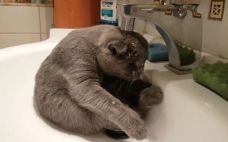 Οι γάτες δεν υποτίθεται πως μισούν το νερό - Εικόνα 2
