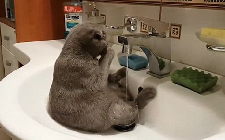 Οι γάτες δεν υποτίθεται πως μισούν το νερό - Εικόνα 3