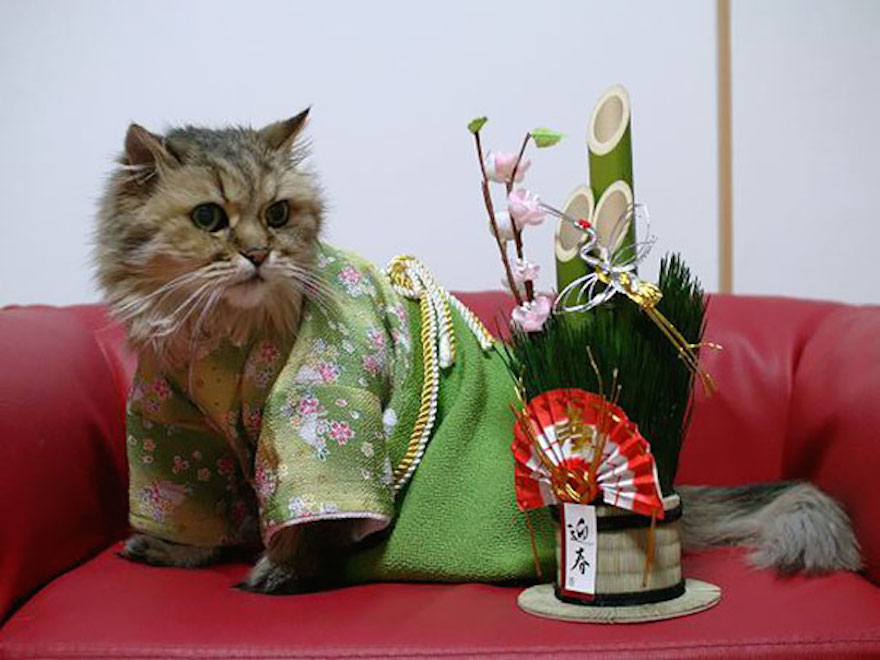 Οι γάτες με τα kimono ήταν κάτι που δεν περιμέναμε να δούμε - Εικόνα 10