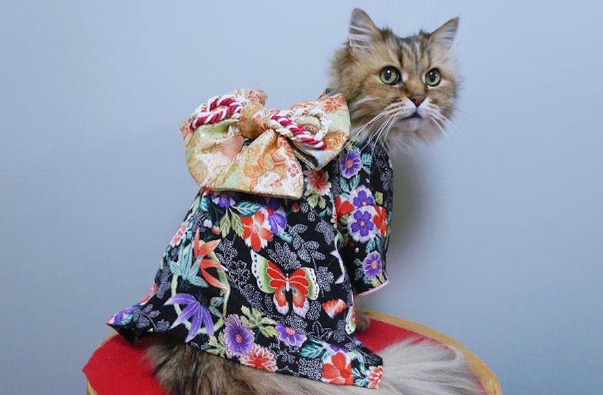 Οι γάτες με τα kimono ήταν κάτι που δεν περιμέναμε να δούμε - Εικόνα 12