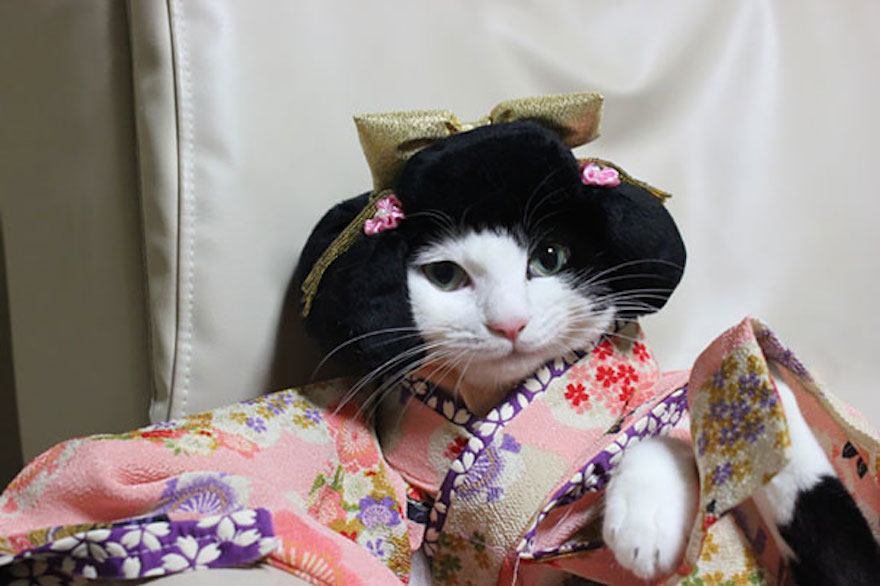 Οι γάτες με τα kimono ήταν κάτι που δεν περιμέναμε να δούμε - Εικόνα 13