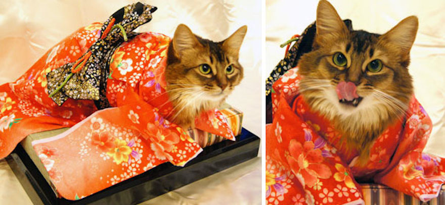 Οι γάτες με τα kimono ήταν κάτι που δεν περιμέναμε να δούμε - Εικόνα 14