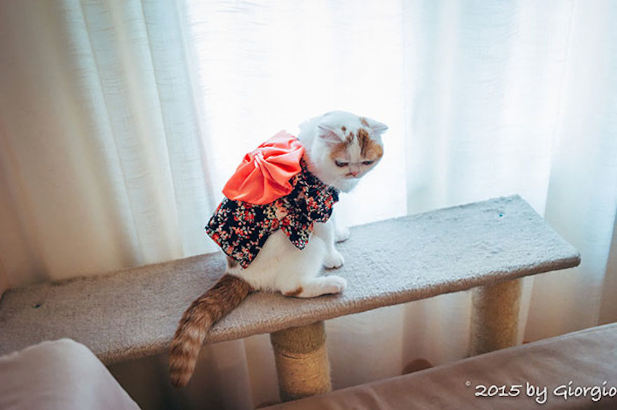 Οι γάτες με τα kimono ήταν κάτι που δεν περιμέναμε να δούμε - Εικόνα 16