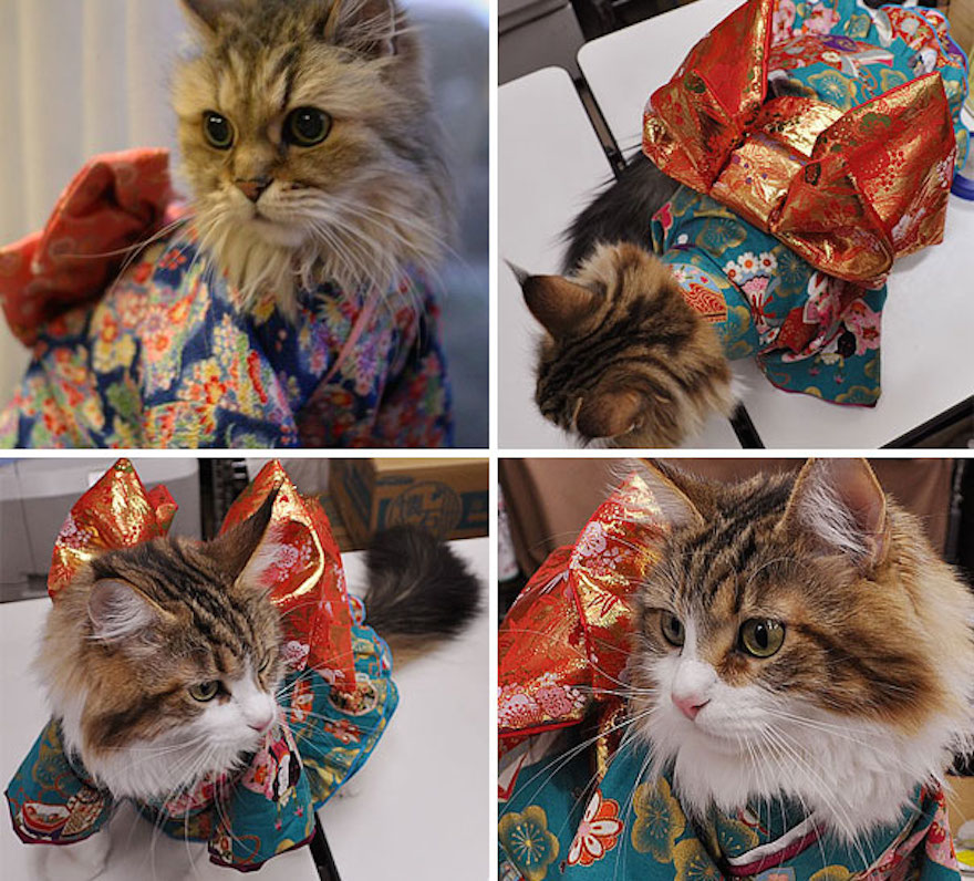 Οι γάτες με τα kimono ήταν κάτι που δεν περιμέναμε να δούμε - Εικόνα 17