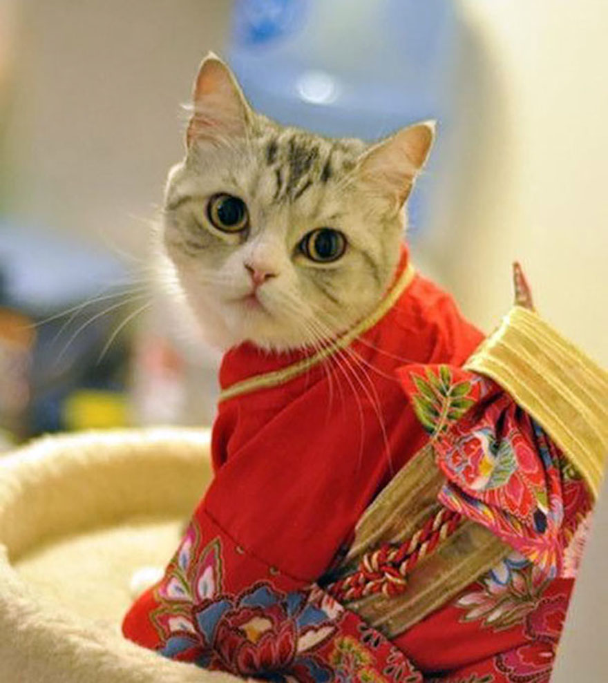 Οι γάτες με τα kimono ήταν κάτι που δεν περιμέναμε να δούμε - Εικόνα 2