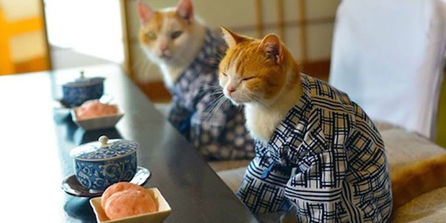 Οι γάτες με τα kimono ήταν κάτι που δεν περιμέναμε να δούμε - Εικόνα 3