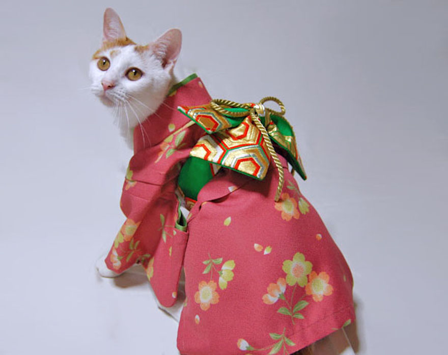 Οι γάτες με τα kimono ήταν κάτι που δεν περιμέναμε να δούμε - Εικόνα 4
