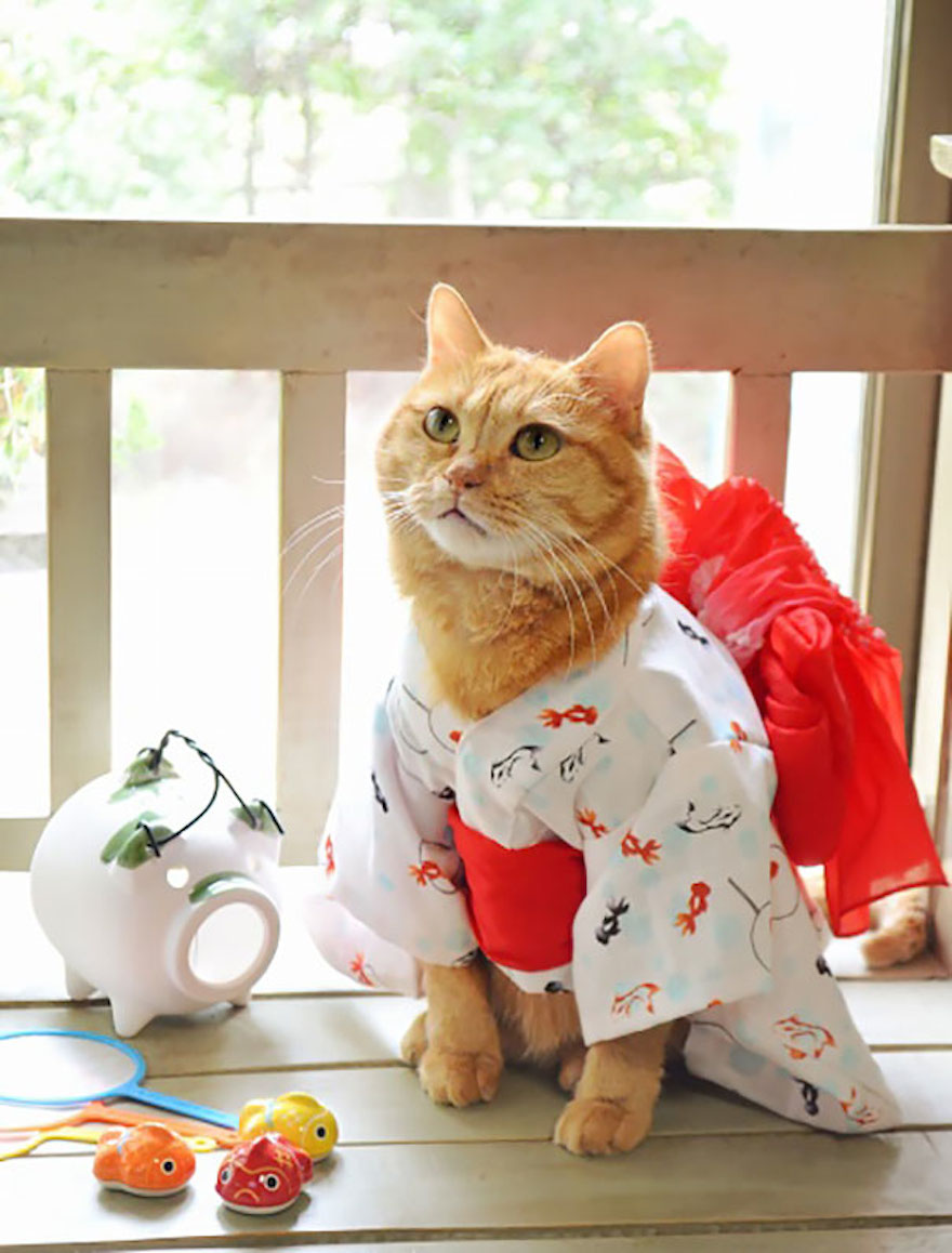 Οι γάτες με τα kimono ήταν κάτι που δεν περιμέναμε να δούμε - Εικόνα 6