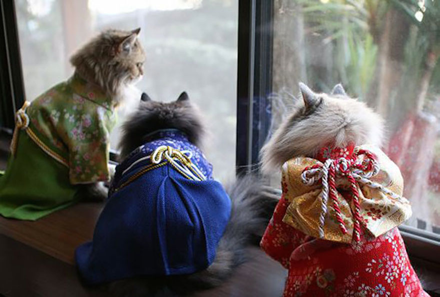 Οι γάτες με τα kimono ήταν κάτι που δεν περιμέναμε να δούμε - Εικόνα 7