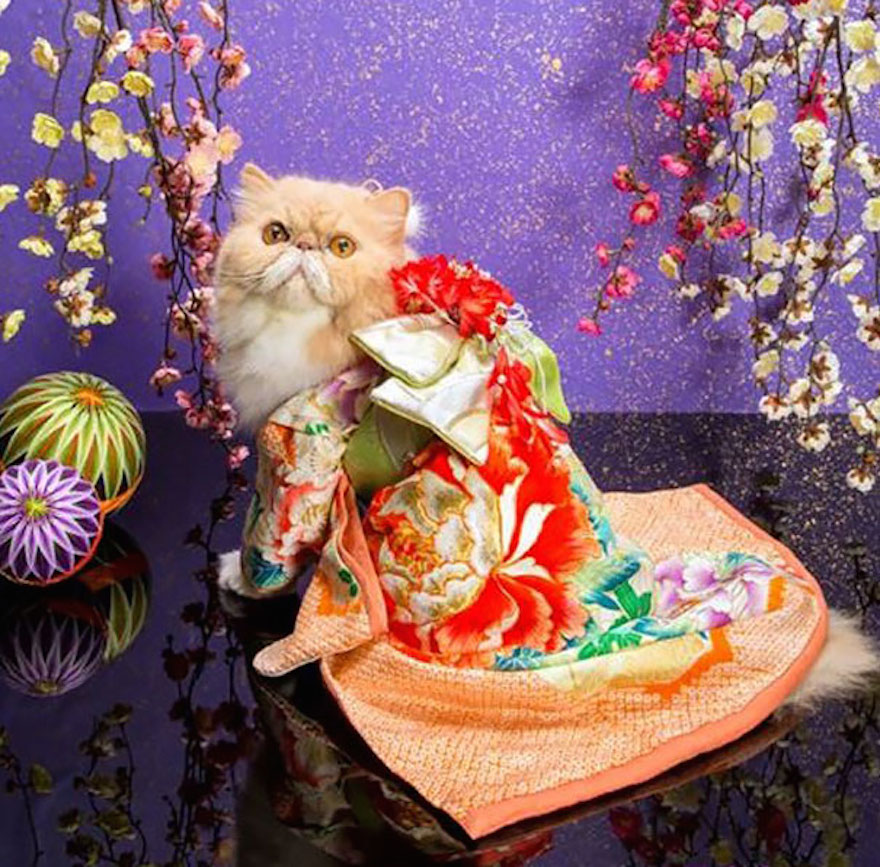 Οι γάτες με τα kimono ήταν κάτι που δεν περιμέναμε να δούμε - Εικόνα 9