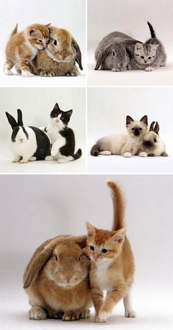 γατες κουνελια - Εικόνα 7