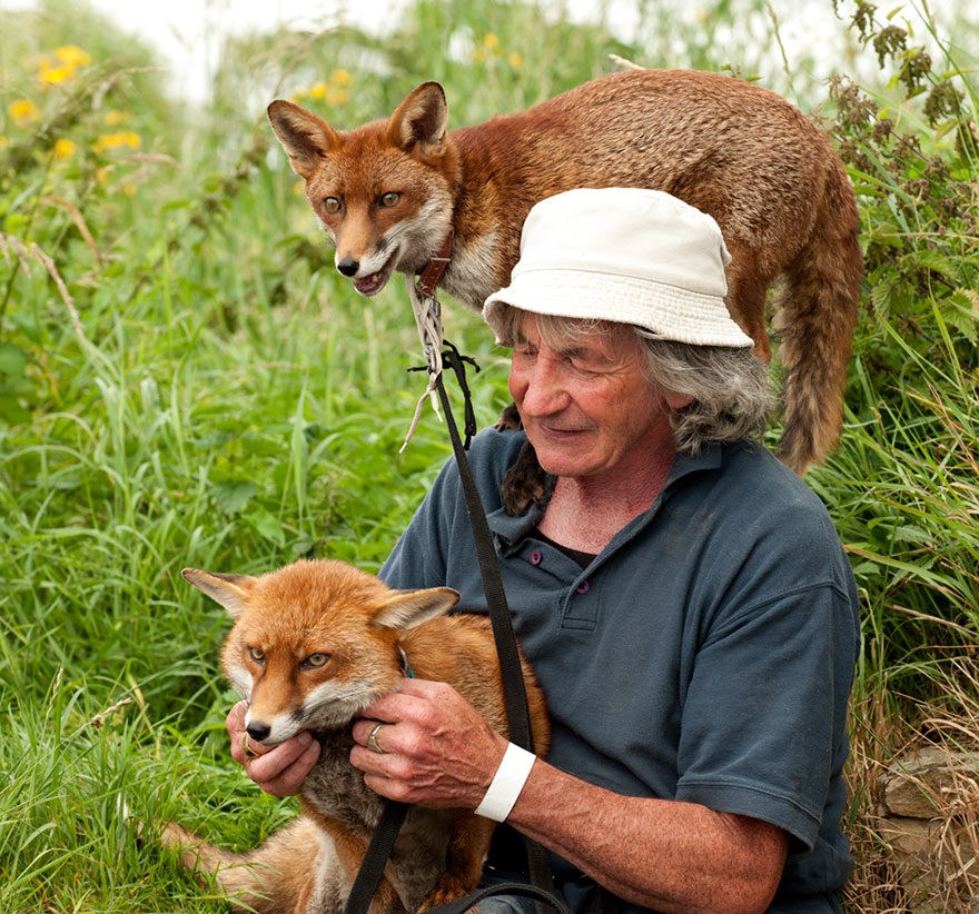 Καλόκαρδος Ιρλανδός έσωσε 2 αλεπούδες και τώρα τον ακολουθούν παντού - Εικόνα 4