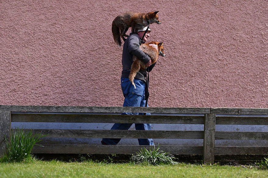 Καλόκαρδος Ιρλανδός έσωσε 2 αλεπούδες και τώρα τον ακολουθούν παντού - Εικόνα 6