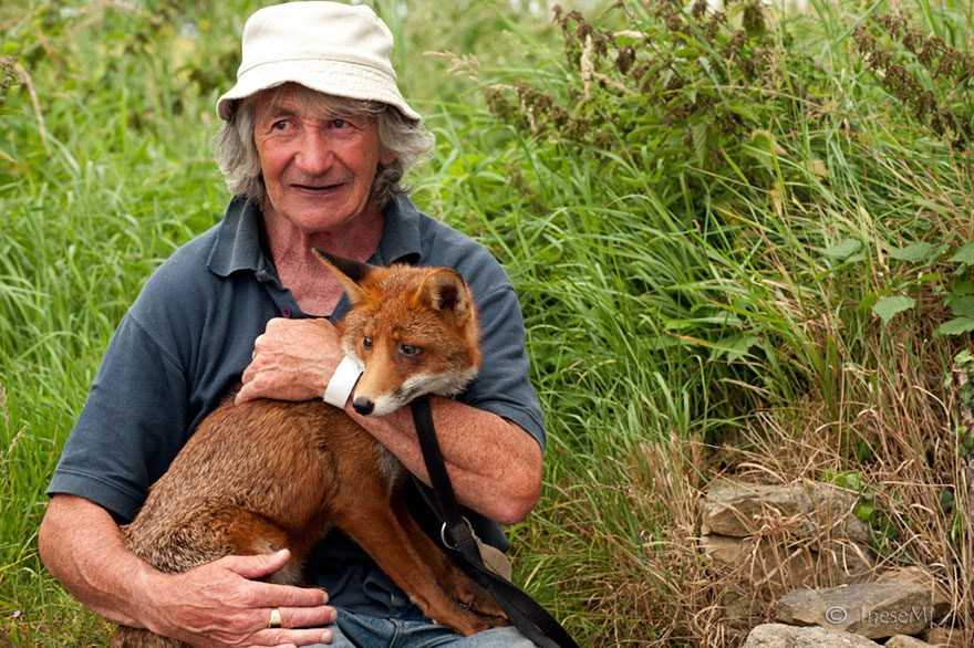 Καλόκαρδος Ιρλανδός έσωσε 2 αλεπούδες και τώρα τον ακολουθούν παντού - Εικόνα 7