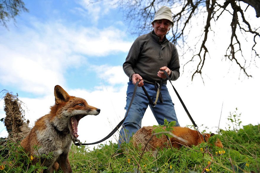 Καλόκαρδος Ιρλανδός έσωσε 2 αλεπούδες και τώρα τον ακολουθούν παντού - Εικόνα 8
