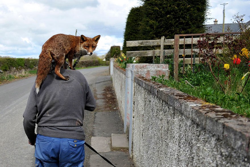 Καλόκαρδος Ιρλανδός έσωσε 2 αλεπούδες και τώρα τον ακολουθούν παντού - Εικόνα 9