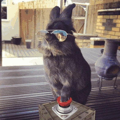 Κάποιος έβαλε γυαλιά ηλίου σε ένα κουνελάκι και έτσι ξεκίνησε μια επική μάχη με Photoshop - Εικόνα 18