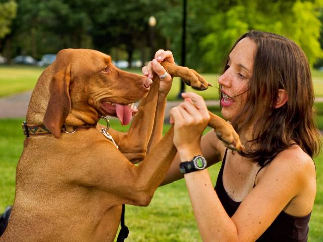 Μια λίστα με τις πιο ενεργές ράτσες σκυλιών στις ΗΠΑ - Εικόνα 38