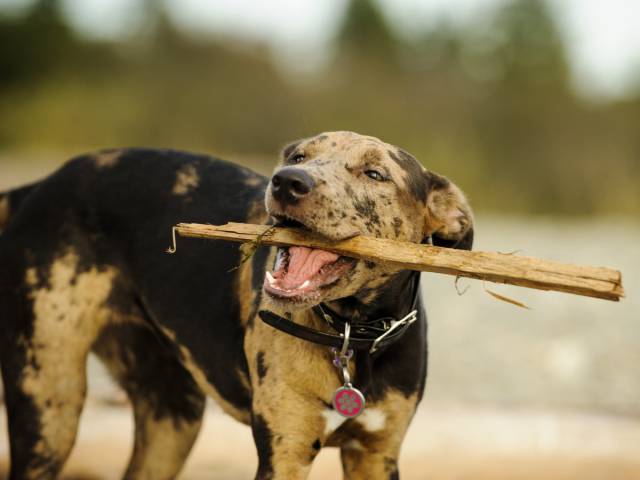 Μια λίστα με τις πιο ενεργές ράτσες σκυλιών στις ΗΠΑ - Εικόνα 5