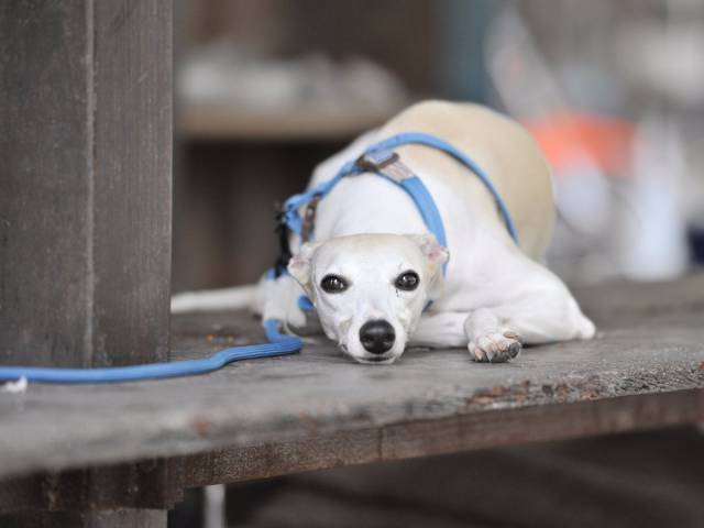 Μια λίστα με τα λιγότερο δραστήρια σκυλιά στην Αμερική - Εικόνα 21