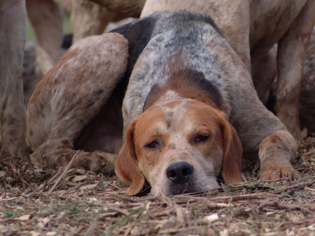 Μια λίστα με τα λιγότερο δραστήρια σκυλιά στην Αμερική - Εικόνα 22