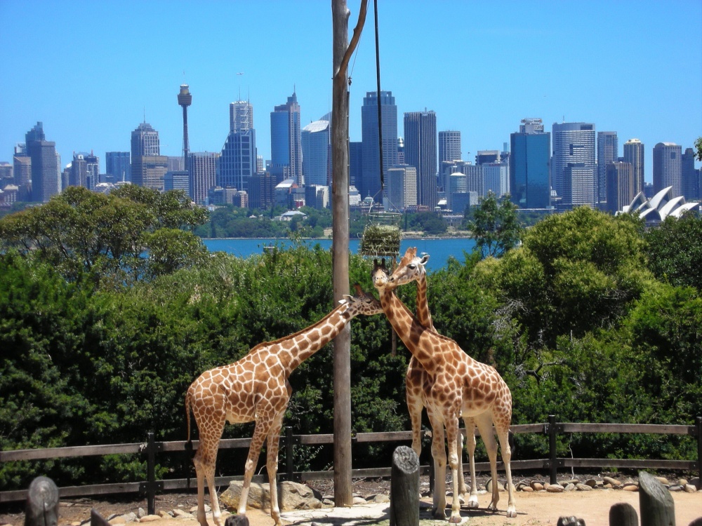 21 λόγοι να επισκεφθείτε την μακρινή Αυστραλία και τις ομορφιές της - Εικόνα 17
