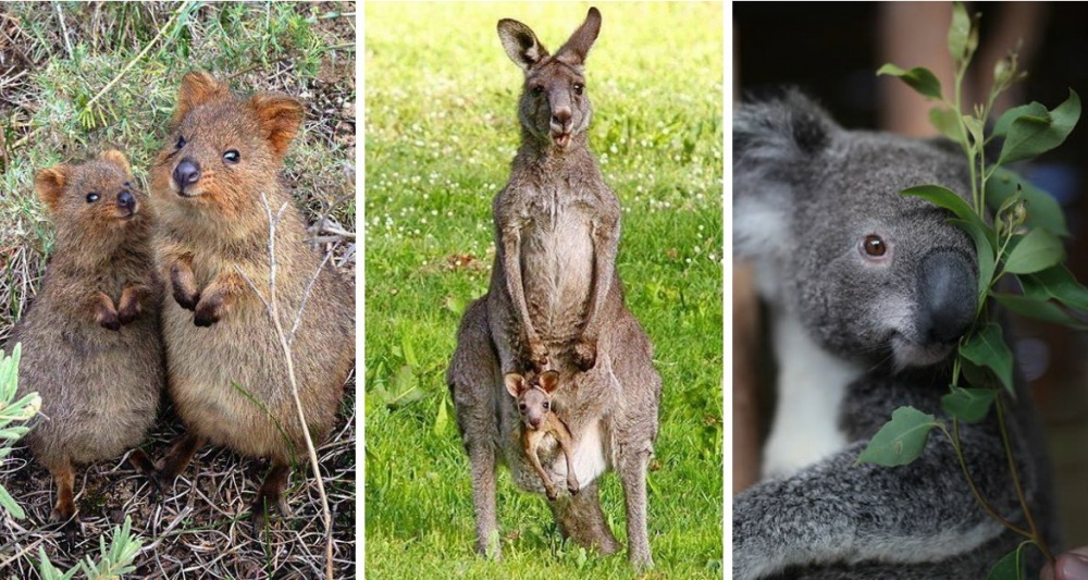 21 λόγοι να επισκεφθείτε την μακρινή Αυστραλία και τις ομορφιές της - Εικόνα 21