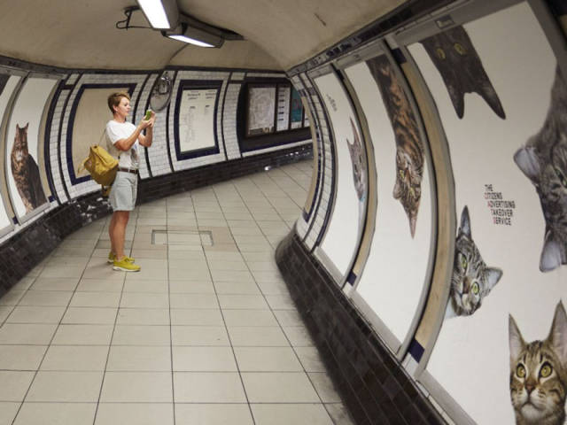 Το μετρό του Λονδίνου γέμισε γάτες - Εικόνα 1
