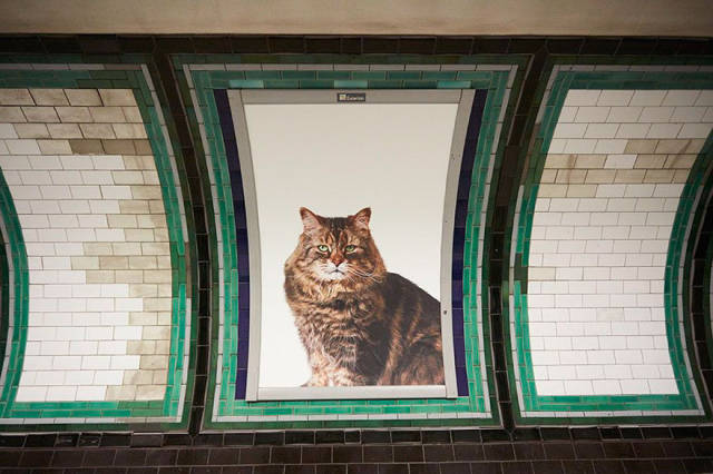 Το μετρό του Λονδίνου γέμισε γάτες - Εικόνα 2