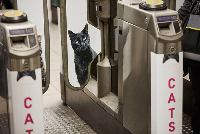 Το μετρό του Λονδίνου γέμισε γάτες - Εικόνα 3