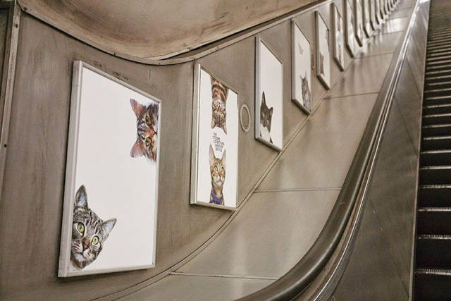 Το μετρό του Λονδίνου γέμισε γάτες - Εικόνα 4
