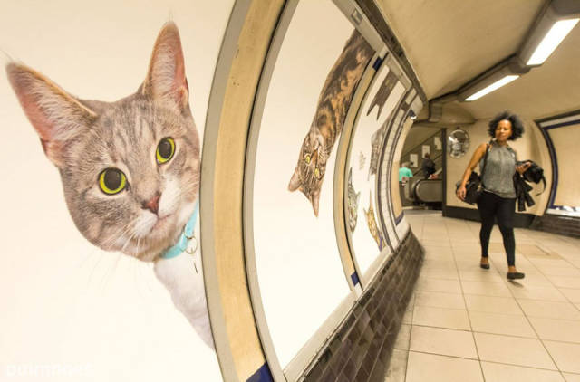 Το μετρό του Λονδίνου γέμισε γάτες - Εικόνα 5